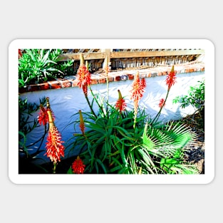 Aloe in Bloom Sticker